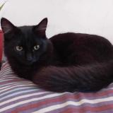 Photo de chat perdu à Evry Courcouronnes