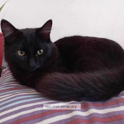 Photo 1/1 Chat retrouvé Perdu à Evry courcouronnes