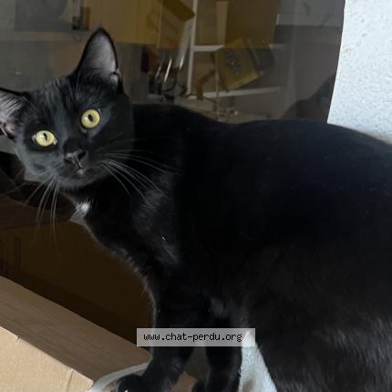Photo 1/1 Chat retrouvé Perdu à Lausanne
