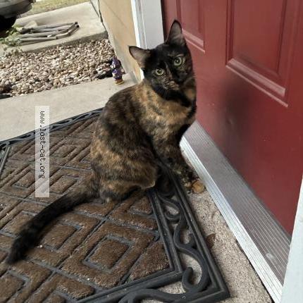 Photo 1/1 Chat trouvé Trouvé à Austin