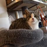 Photo de chat trouvé à Bons En Chablais