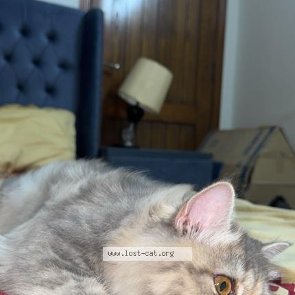 Photo 1/1 Smokey Chat perdu à Islamabad