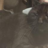 Photo de chat perdu à Saint Sebastien