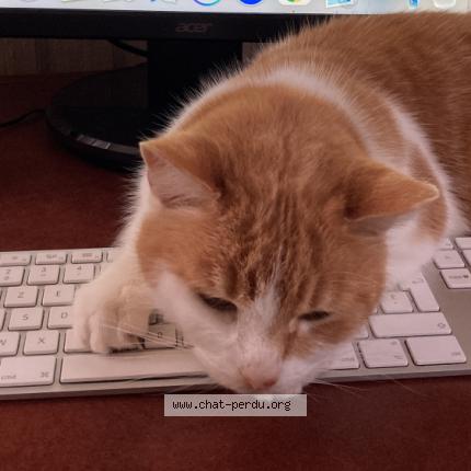 Photo 1/1 Glu Chat perdu à Montlucon