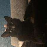 Photo de chat perdu à Pibrac