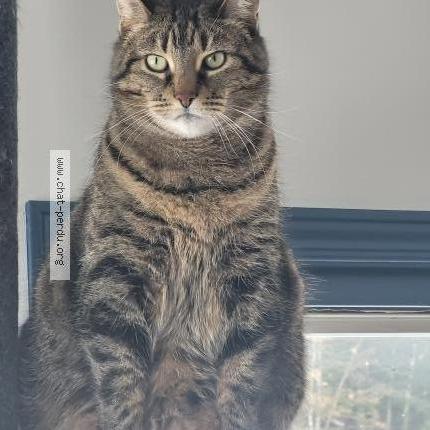 Photo 1/1 Prune Chat perdu à St alphonse rodriguez