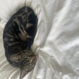 Photo de chat perdu à Houilles