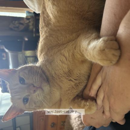 Photo 1/1 Alani Chat perdu à Tucson