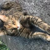 Photo de chat perdu à Dijon