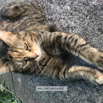 Photo 1/1 Chat retrouvé Perdu à Dijon