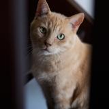 Photo de chat perdu à Montpellier