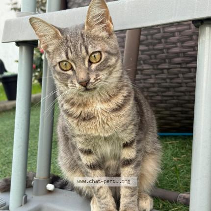 Photo 1/1 Plume Chat perdu à Siros