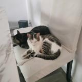 Photo de chat perdu à Nice