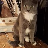 Photo de chat perdu à Saint Lo