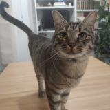 Photo de chat perdu à Palaiseau