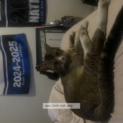 Photo 1/1 loki Chat perdu à Tucson