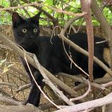 Photo de chat trouvé à Houilles