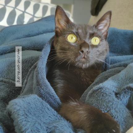 Photo 1/1 Mystique Chat perdu à Brest