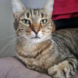 Photo de chat perdu à Antony