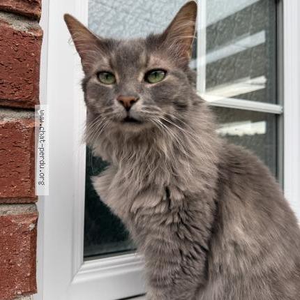 Photo 1/1 Mina Chat perdu à Beloeil