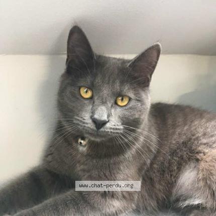 Photo 1/1 Yoko Chat perdu à Sotteville sous le val