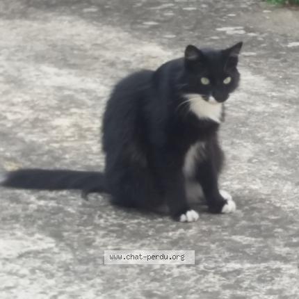 Photo 1/1 Mysti Chat perdu à Carcassonne