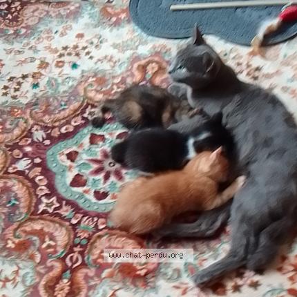 Photo 1/1 Morjen Chat perdu à Creteil