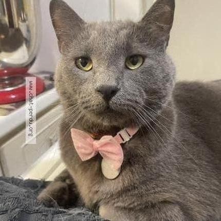 Photo 1/2 Titus Chat perdu à Montreal