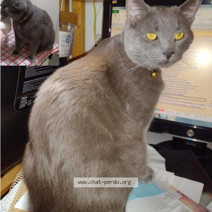 Photo 2/2 Titus Chat perdu à Montreal