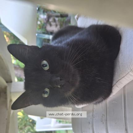 Photo 1/3 Chat trouvé Trouvé à Rennes