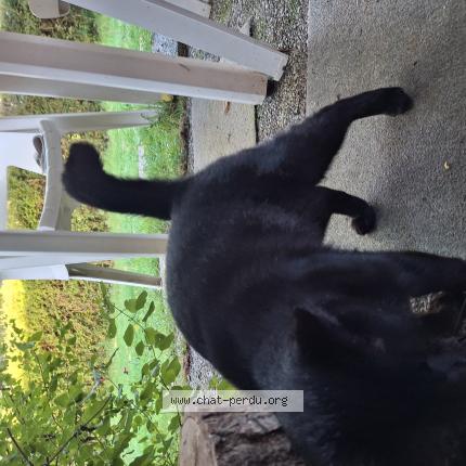 Photo 2/3 Chat trouvé Trouvé à Rennes