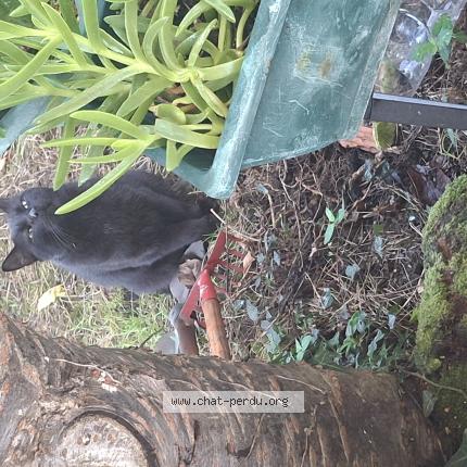 Photo 3/3 Chat trouvé Trouvé à Rennes