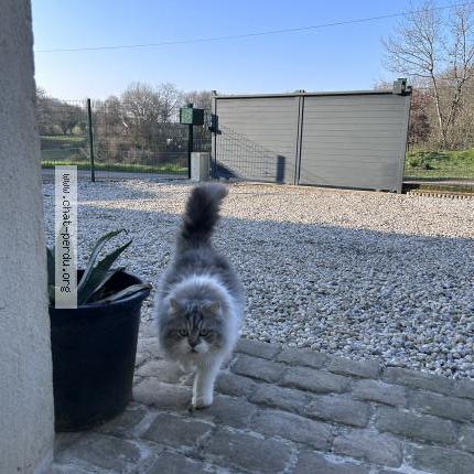 Photo 1/1 sweeti Chat perdu à Mansle