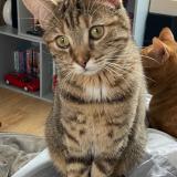 Photo de chat perdu à Beille