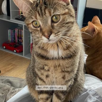 Photo 1/1 Vera Chat perdu à Beille