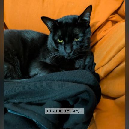 Photo 1/1 Loki Chat perdu à Grenoble