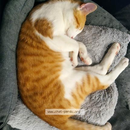 Photo 1/1 Shanks Chat perdu à Alenya