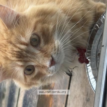 Photo 1/1 Chat trouvé Trouvé à Terrebonne