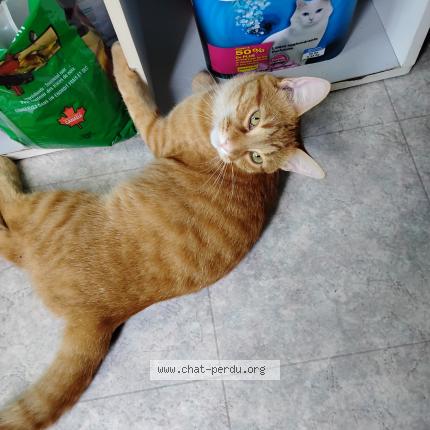 Photo 1/1 jonsy Chat perdu à Terrebonne