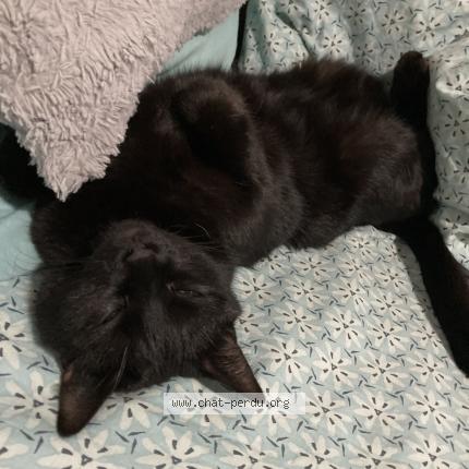 Photo 1/1 Bagheera Chat perdu à Biscarrosse