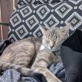 Photo de chat perdu à Salaberry De Valleyfield