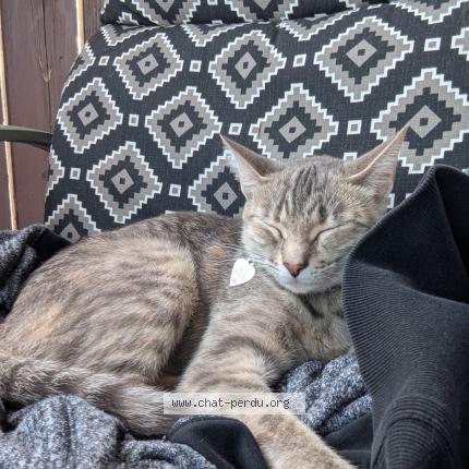 Photo 1/2 Nala Chat perdu à Salaberry de valleyfield