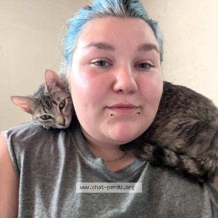 Photo 2/2 Nala Chat perdu à Salaberry de valleyfield