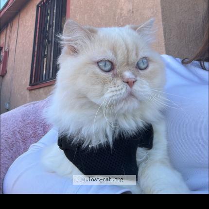 Photo 1/1 Nene Chat perdu à Compton