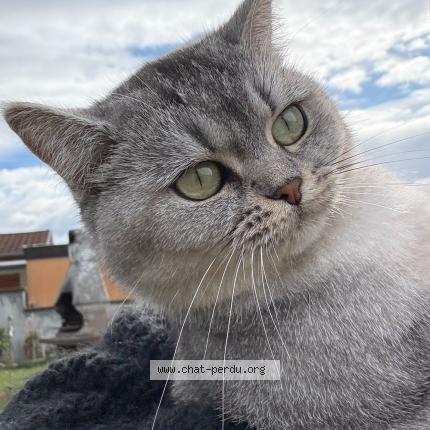 Photo 1/1 Ela Chat perdu à Wittenheim