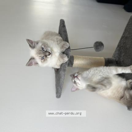 Photo 1/1 Scar Chat perdu à Amiens