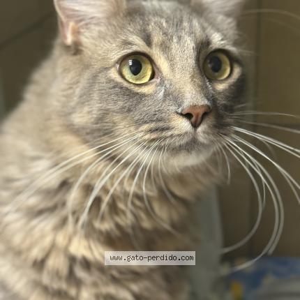 Photo 1/1 Kiwi Chat perdu à Barracas