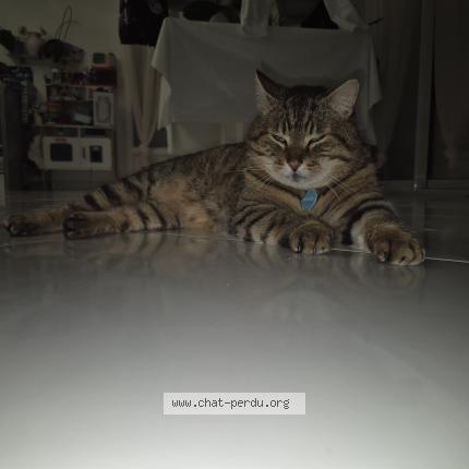 Photo 1/1 Minouche Chat perdu à Fontaine le bourg