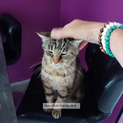 Photo 1/1 Filou Chat perdu à Le villard