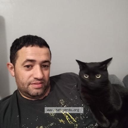 Photo 1/1 TOM Chat perdu à Essomes sur marne